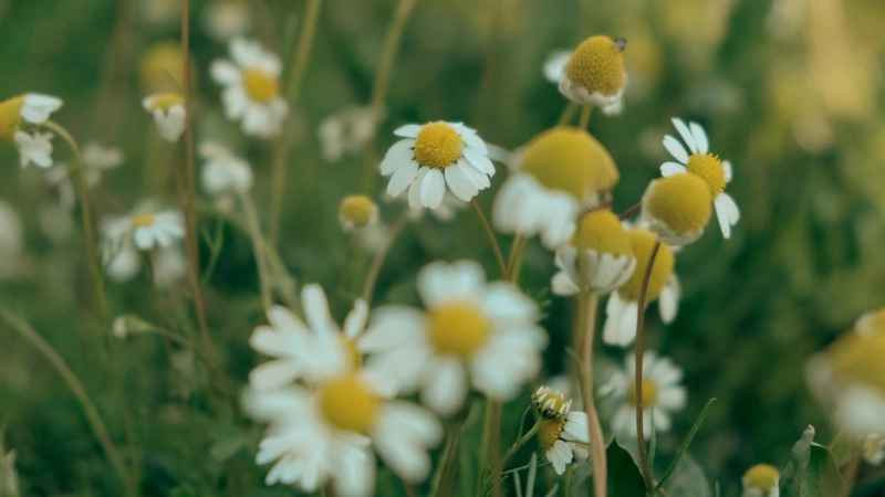 chamomile flowers