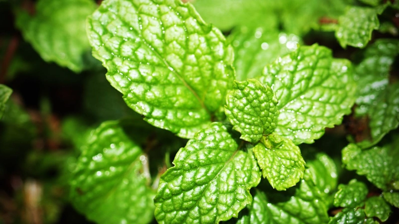 The Mighty Peppermint: Your Cooling Ally for Wellness