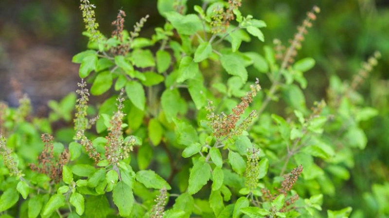 tulsi, holy basil