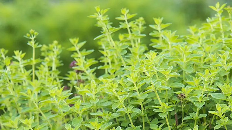 The Healing Power of Oil of Oregano: An Herbalist’s Perspective